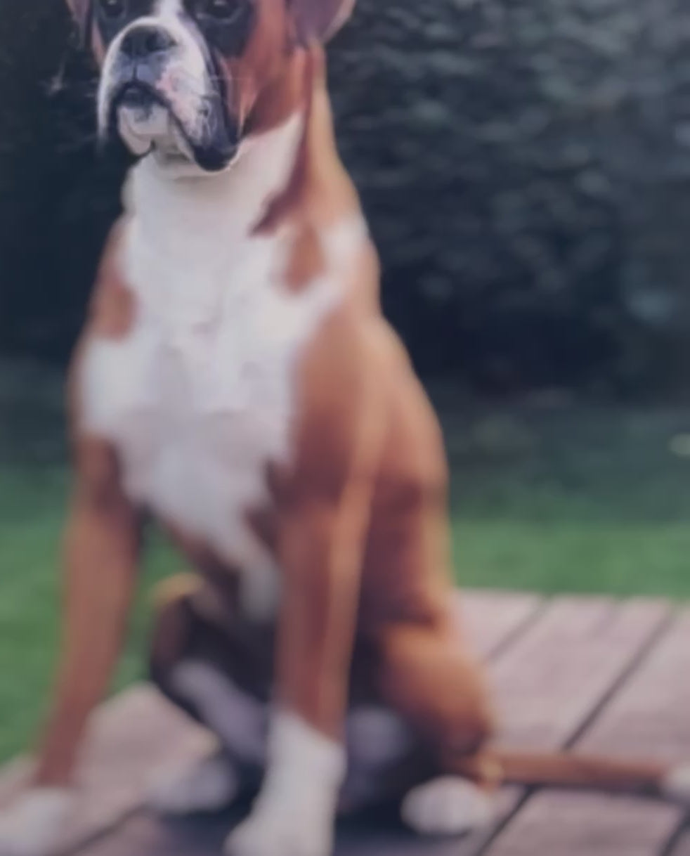 Your Dog 3D Personalised Pet Model Painting Kit